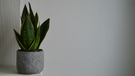 Las plantas de interior que desaparecieron de moda (y por qué nadie las compra ahora)