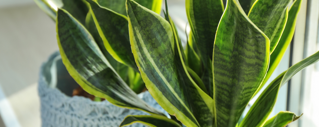 Las plantas de interior que desaparecieron de moda
