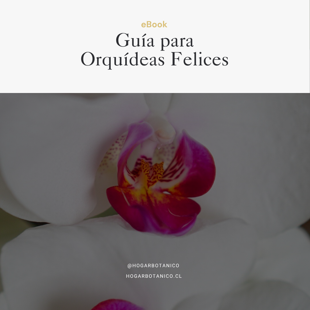 eBook | Guía para orquídeas felices