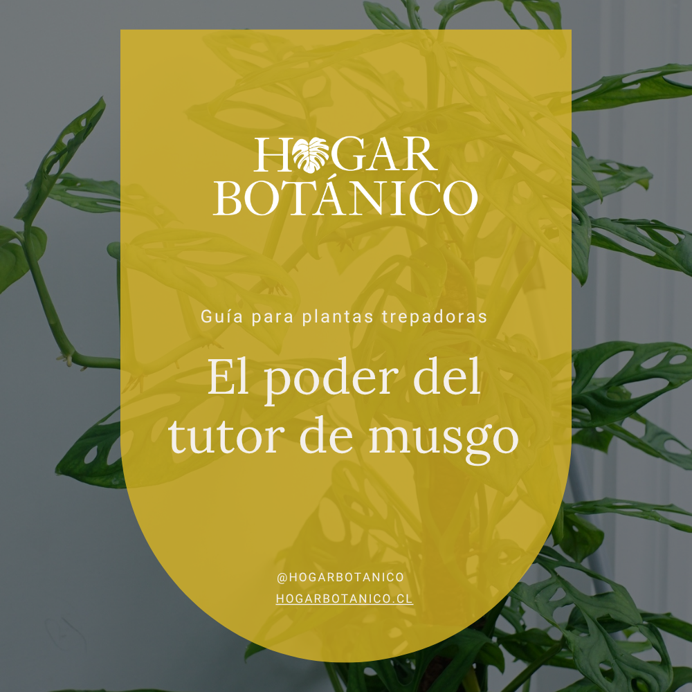 eBook | Guía para plantas trepadoras