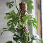 Tutor de Musgo Sphagnum 60 cm